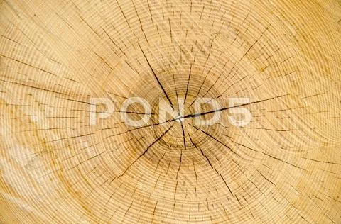 Oak log detail Stock Photos