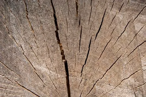 Oak log surface as background Stock Photos