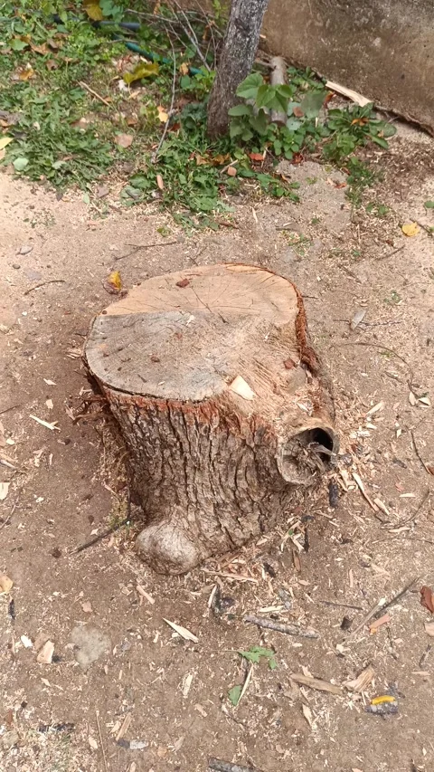 Oak log wood old tree Video stock 291674658