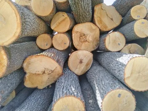 Oak logs from the end as a background Foto stock