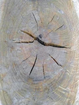 Oak logs from the end as a background 스톡 사진