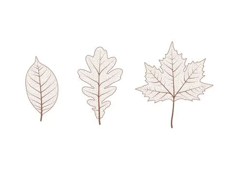 Oak maple tree leaf set. Autumn leaves isolated vector illustration on white Stock Illustration