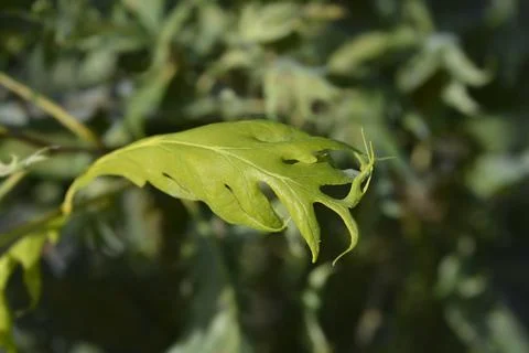 Oak Miky Stock Photos