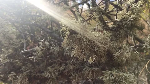 Oak moss growing on oak in mountain at sunny day. close up Video stock 320012655