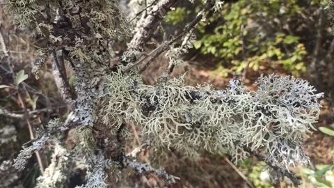Oak moss growing on oak in mountain at sunny day. close up 動画素材 320015466
