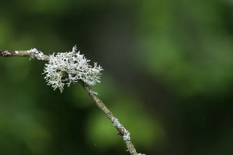 Oak moss on a twig Stock Photos