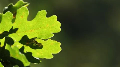 Oak, oak leaf twig, spring fresh green oak leaves, on a blurred green background Stock Photos