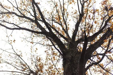 Oak in October Stock Photos