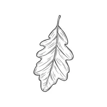 Oak or acorn tree leaf isolated sketch. Vector Stock Illustration