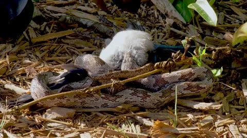 Oak or Gray Rat snake eating a bluejay bird 04 Stock Footage 135473461