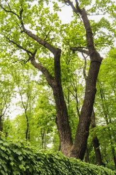 Oak of Peter's time. Stock Photos