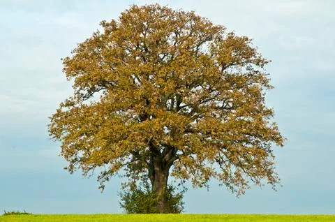 Oak Stock Photos
