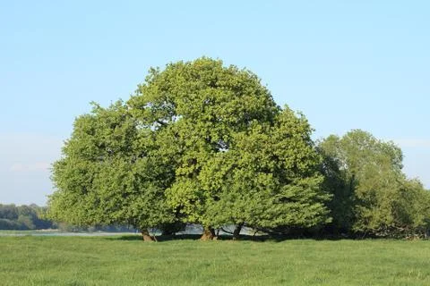 Oak Stock Photos
