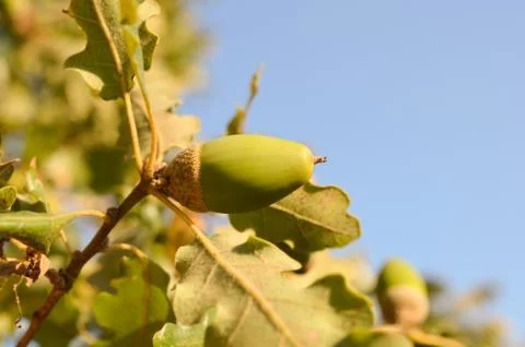 Oak Stock Photos