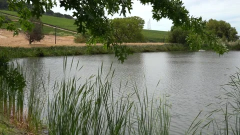 Oak pin leaves of oak trees by the lakeside with bulrush reeds by the vineyards 库存影片 327630752