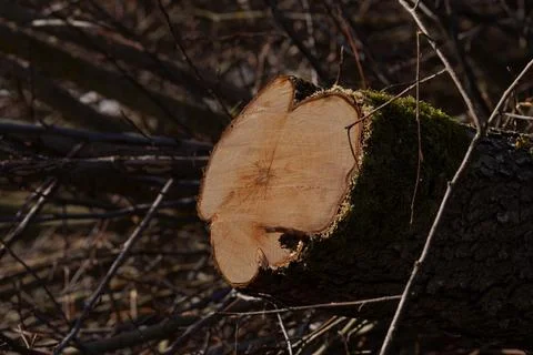 Oak, pine, aspen Fotos Stock