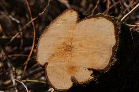 Oak, pine, aspen Stock-Fotos