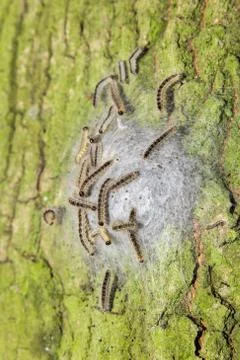 Oak process caterpillars in web on oak trunk Stock Photos