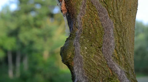 Oak processionary caterpillar crawling up on a oak tree Stock Footage 38939223