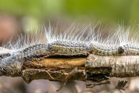 Oak processionary caterpillars Stock Photos