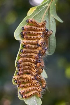  oak processionary moth on leaf oak processionary moth on leaf Copyright: ... Stock-Fotos