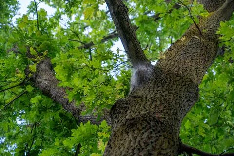 Oak Processionary Moth Nests on Oak Tree in Hasenheide Park Berlin Germany Stock Photos