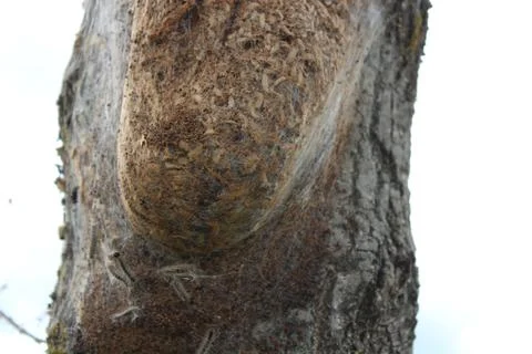 Oak processionary moth Stock Photos