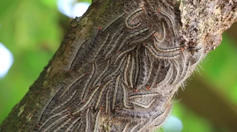 Oak processionary moth - Thaumetopoea processionea caterpillars on the tree Stock Footage 44266093