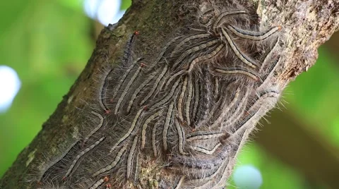 Oak processionary moth - Thaumetopoea processionea caterpillars on the tree Stock Footage 56534585