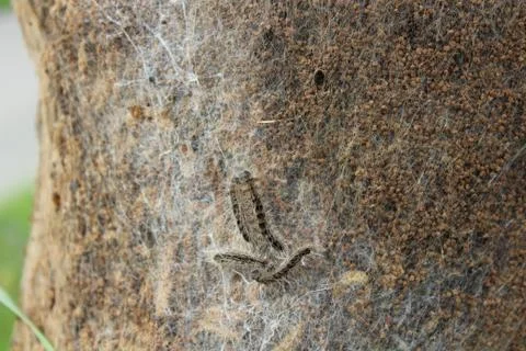 Oak processionary moth on a tree Stock Photos