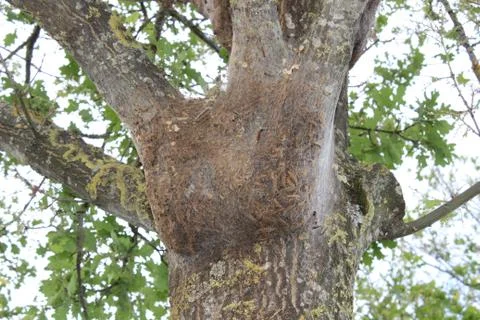 Oak processionary moth on a tree Stock Photos