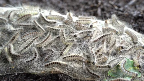 Oak processionary moths crawl over their nest in the forest Stock Footage 165966635