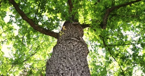 Oak processionary on a tree Stock Footage 131437624