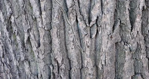 Oak processionary on a tree Stock Footage 131437635