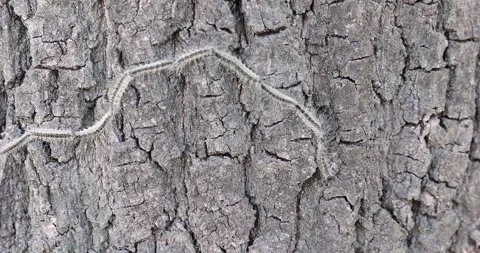 Oak processionary on a tree Stock Footage 131437649