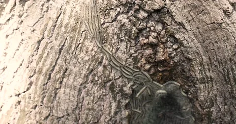 Oak processionary on a tree Stock Footage 131437653