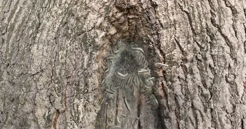 Oak processionary on a tree Stock Footage 131437670