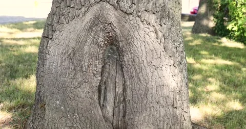 Oak processionary on a tree Stock Footage 131437675