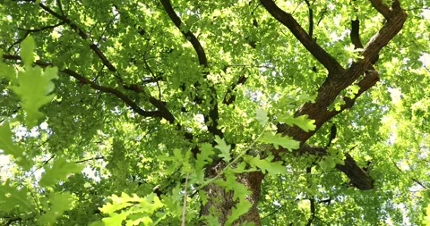 Oak processionary on a tree Stock Footage 131437688