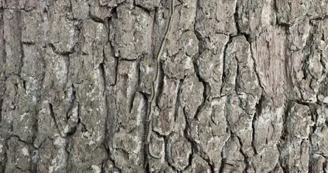 Oak processionary on a tree Stock Footage 131437693