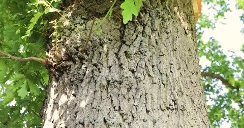 Oak processionary on a tree Stock Footage 131437703