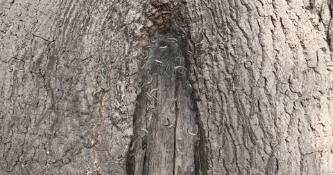 Oak processionary on a tree Stock Footage 133573199