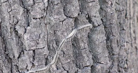 Oak processionary on a tree Stock Footage 133574221