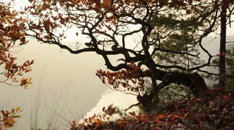 Oak (Quercus) on Bastei Mountain with Elbe River in the background, Saxon Stock Footage 12766357