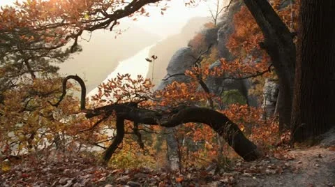 Oak (Quercus) on Bastei Mountain with Elbe River in the background, Saxon Stock Footage 12766367