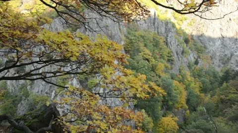 Oak (Quercus), Bode Valley Nature Reserve, Germany Video stock 12960381