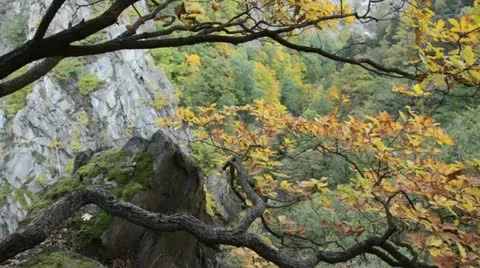 Oak (Quercus), Bode Valley Nature Reserve, Germany Stock Footage 12961555