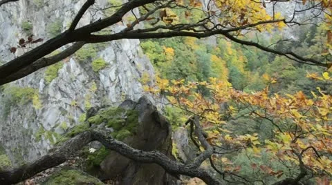 Oak (Quercus), Bode Valley Nature Reserve, Germany Stock Footage 12964409