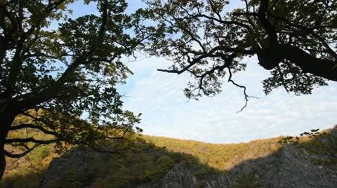 Oak (Quercus), Bode Valley Nature Reserve, Germany Stock Footage 12971865
