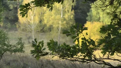 Oak (Quercus) Stock Footage 12910052